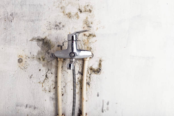 Best Mold Cleaning Services  in Granby, MO