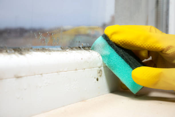 Best Certified Mold Removal  in Granby, MO