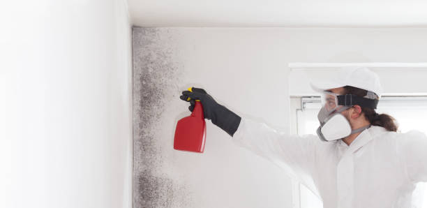 Best Residential Mold Removal  in Granby, MO