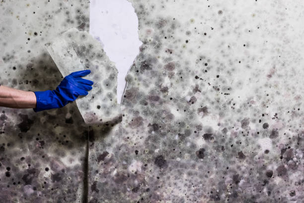 Best Professional Mold Removal  in Granby, MO